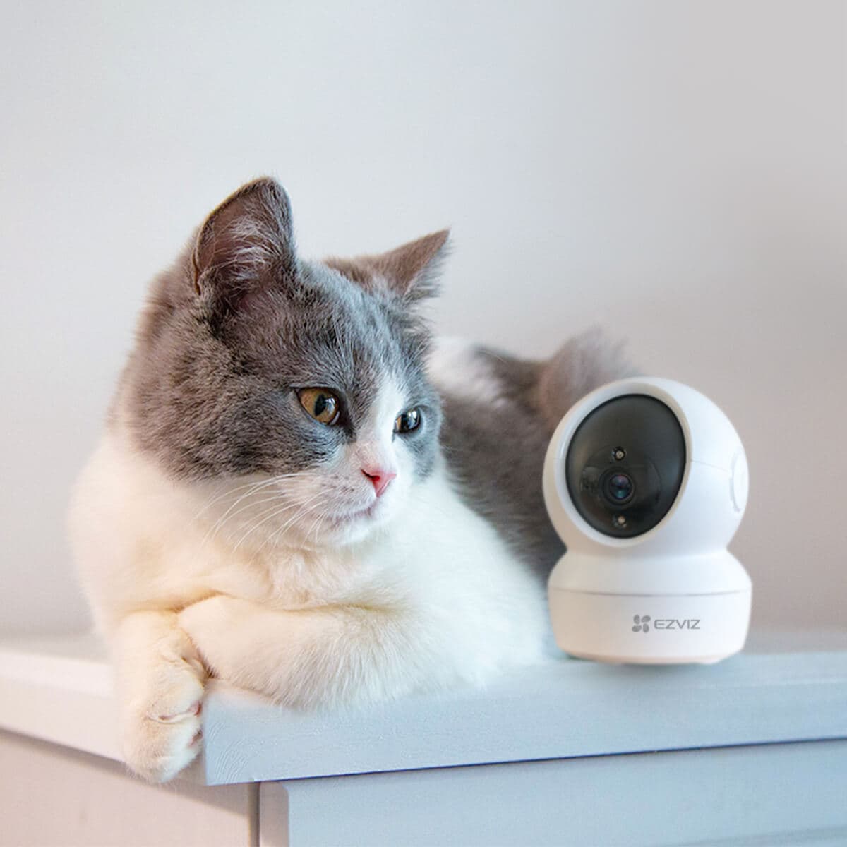 C6N+Cat_1080x1080