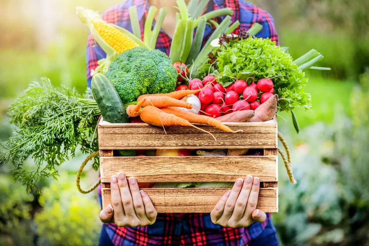 Organic Food_ssict_1200_800