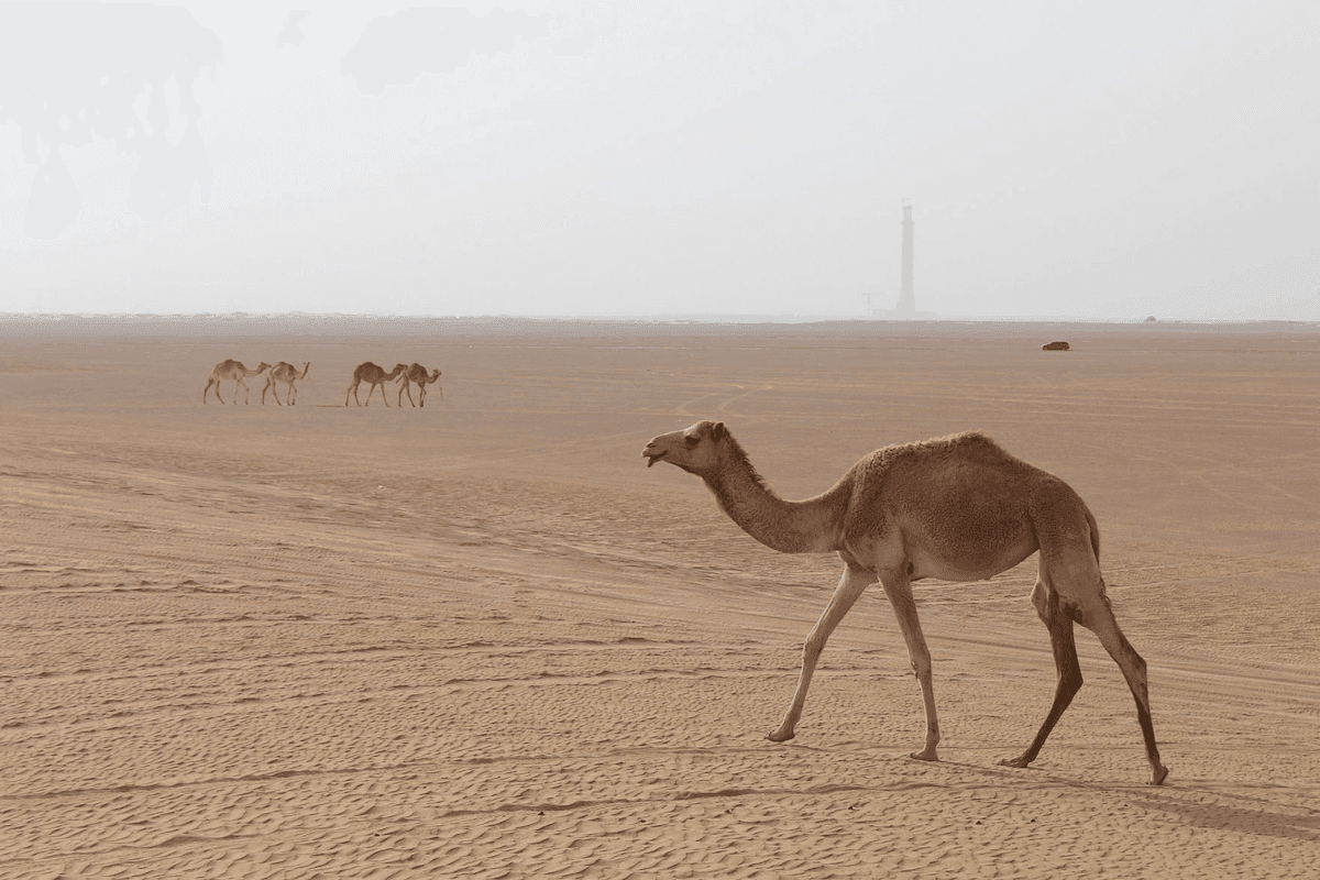 -كانون- تختتم دورة التصوير الفوتوغرافي لـ -أكاديمية كانون للصغار- بتنظيم معرض افتراضي يعرض مواهب التصوير المتميزة للأطفال