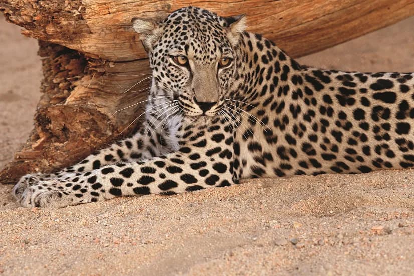 General Arabian Leopard Image 4 - Photo Credits to Aline Coquelle_ssict_826_551