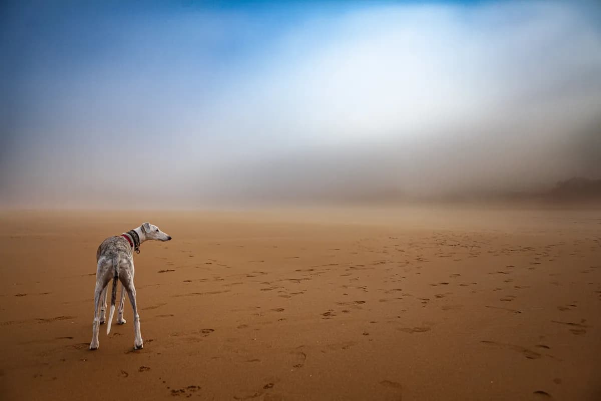 RLC3_2023_Shortlist_Galga_Niebla_y_Playa_ssict_1200_800